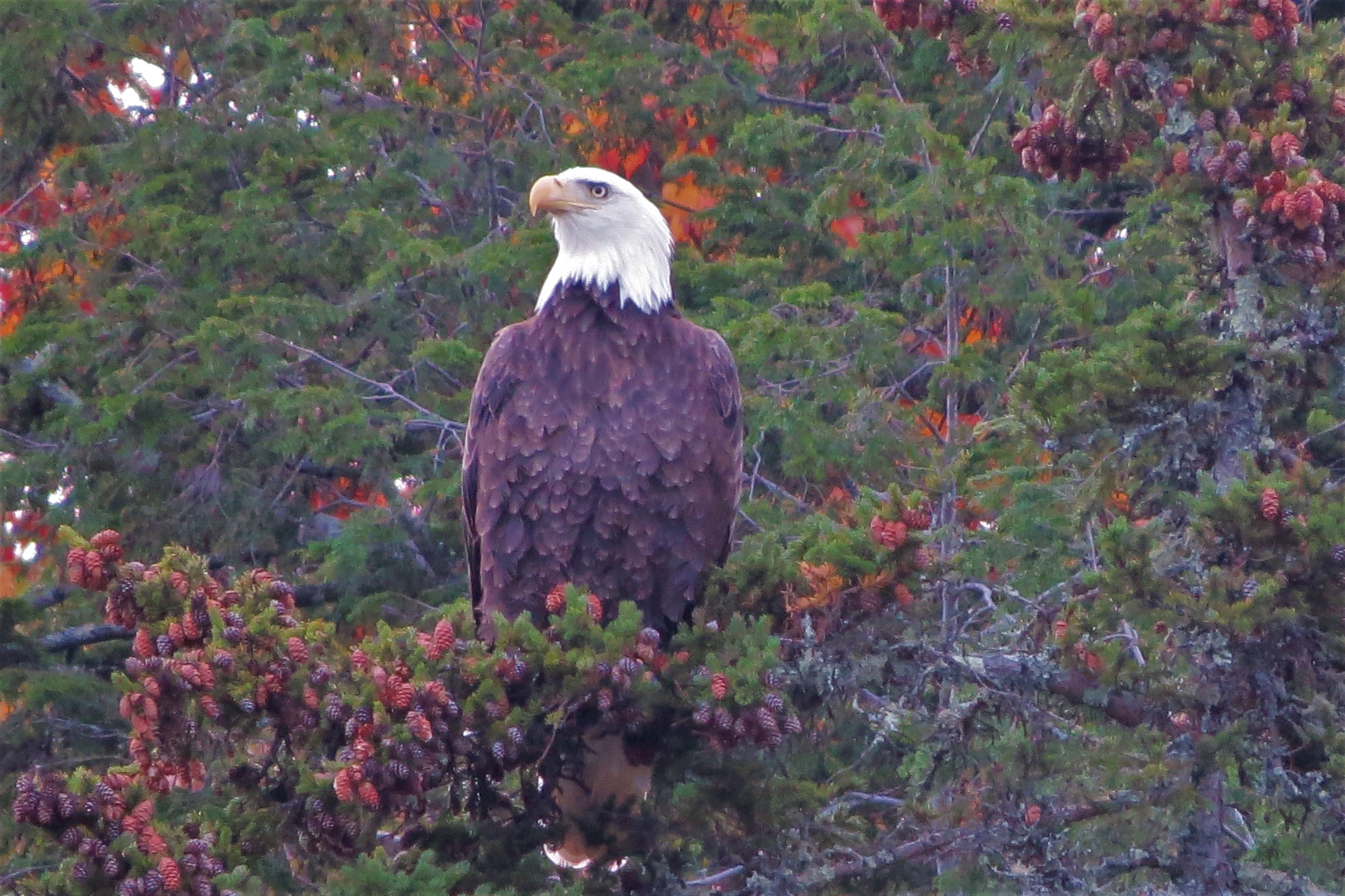 Reader submitted foliage photo of a Bald Eagle from Pat Folsom.